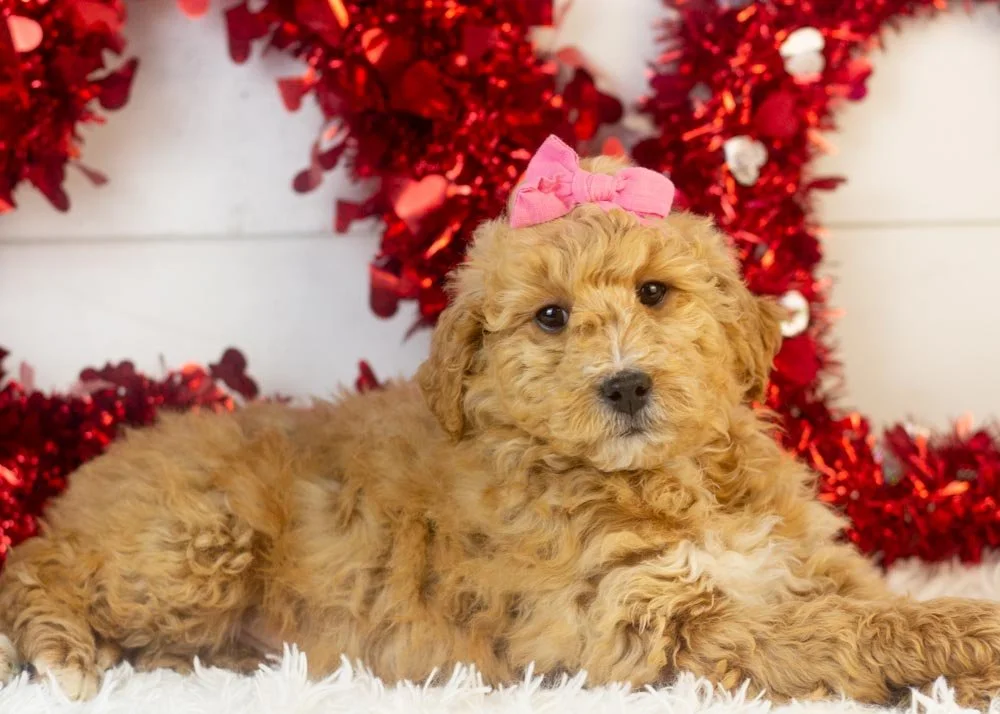 Fox goldendoodle for sale(3).jpg