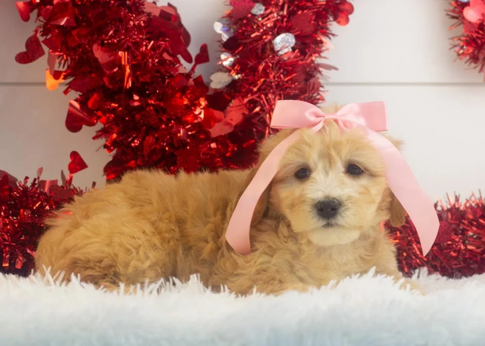 Magnolia goldendoodle for sale.jpg