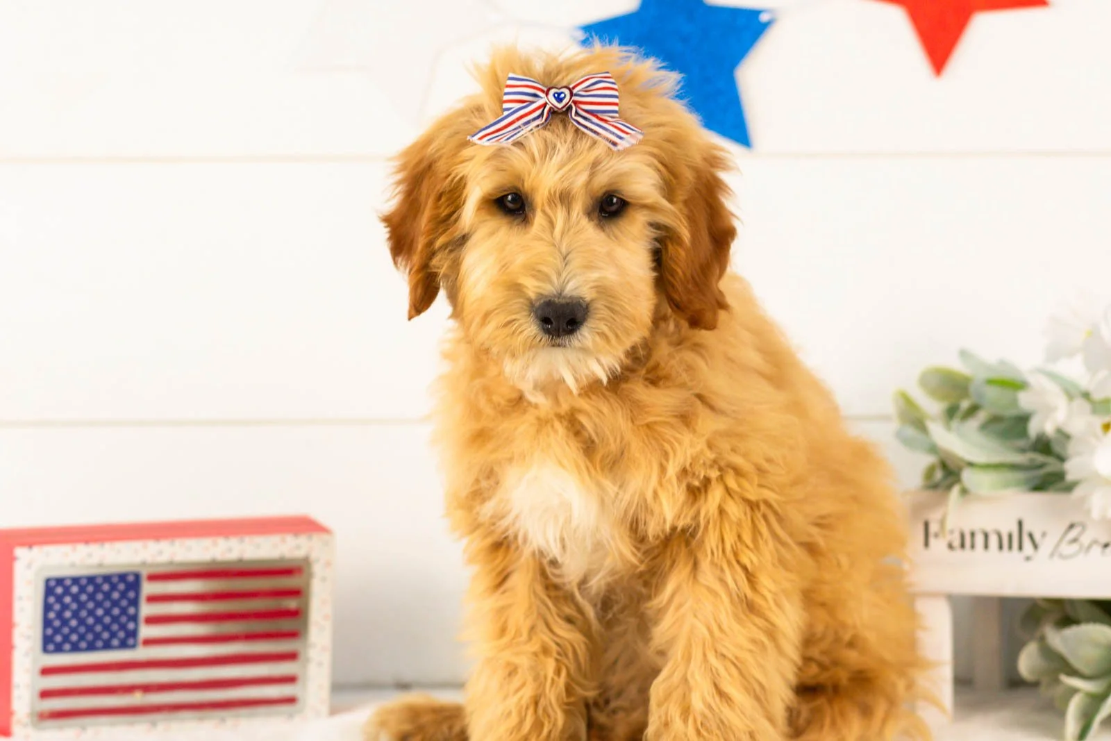 Linda goldendoodle for sale(2).jpg