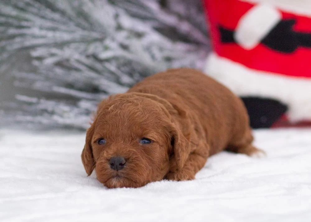 Raven goldendoodle for sale(3).jpg