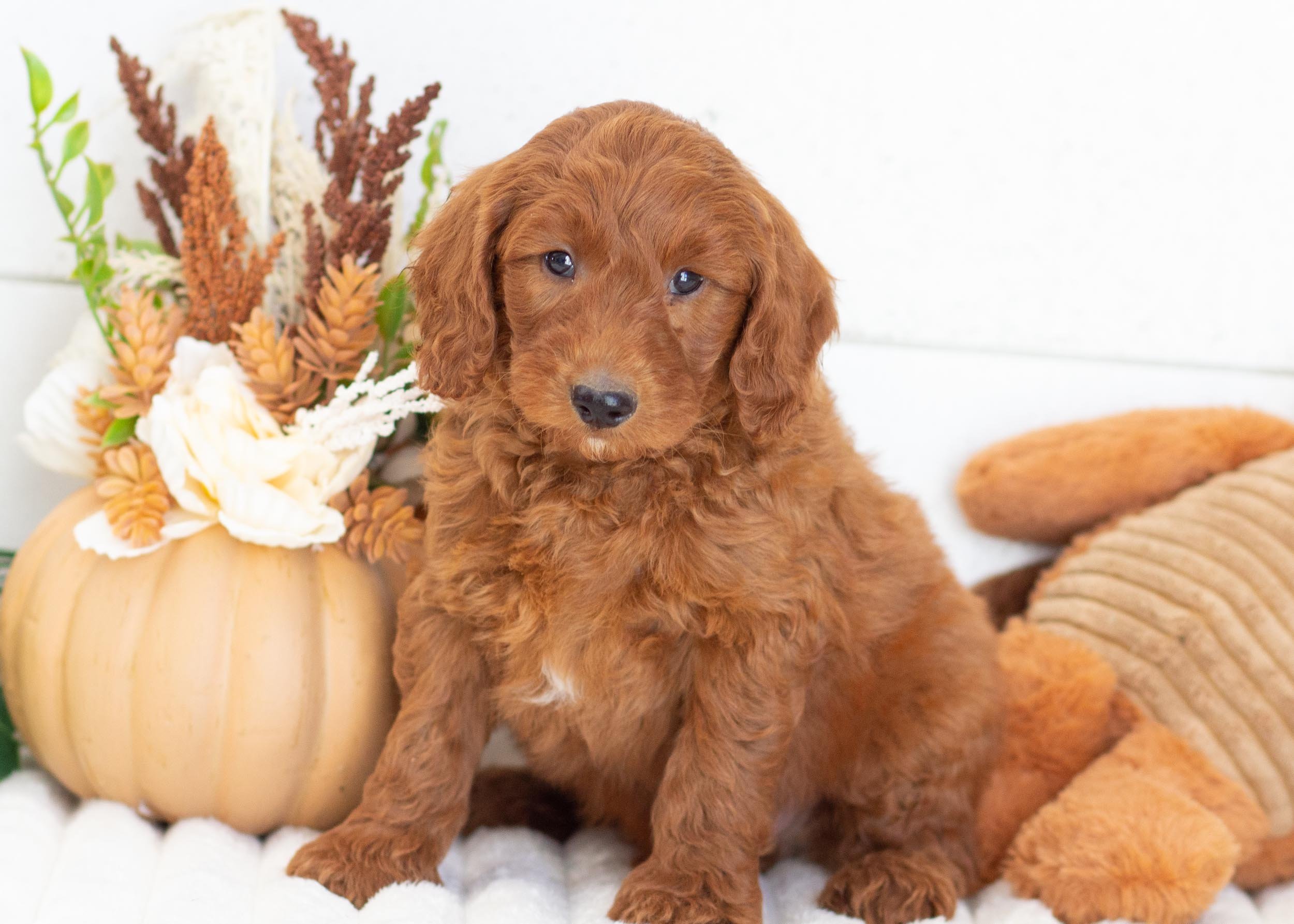 Griffin goldendoodle for sale(1).jpg