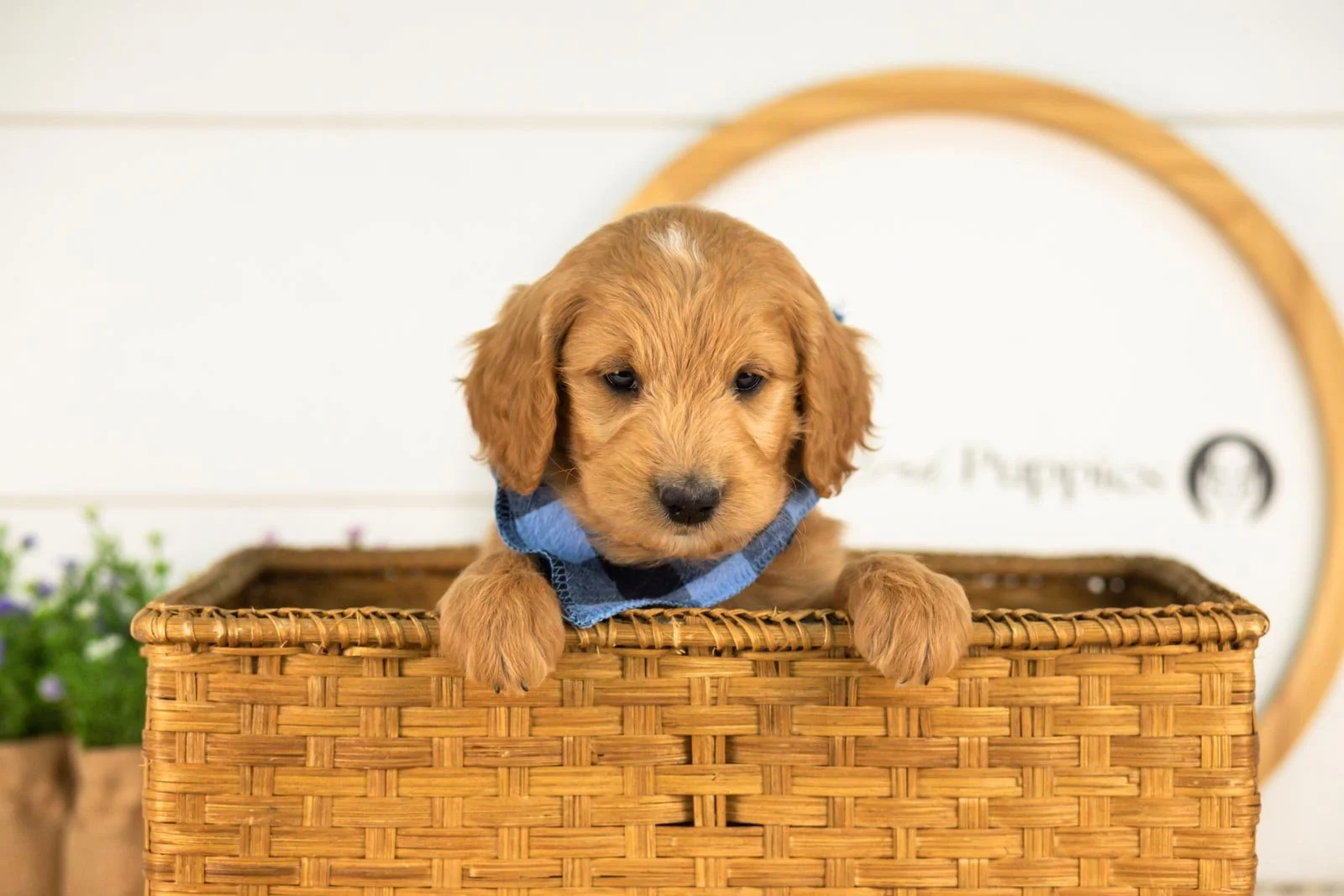 Putzie goldendoodle for sale(2).jpg