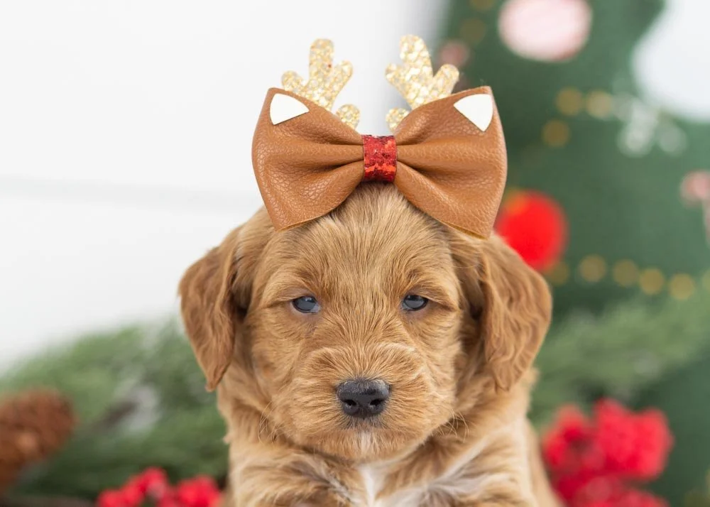 Brownie goldendoodle for sale(2).jpg