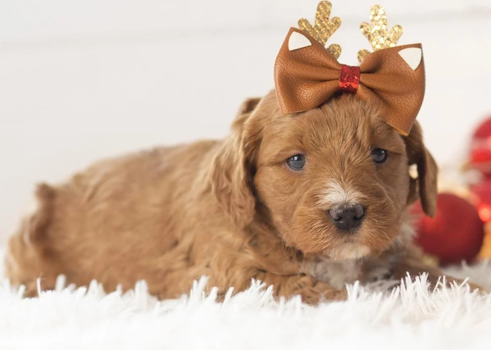 Anna goldendoodle for sale(3).jpg