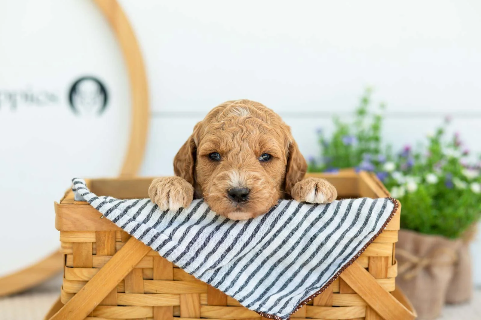 Thunder golendoodle for sale(3).jpg