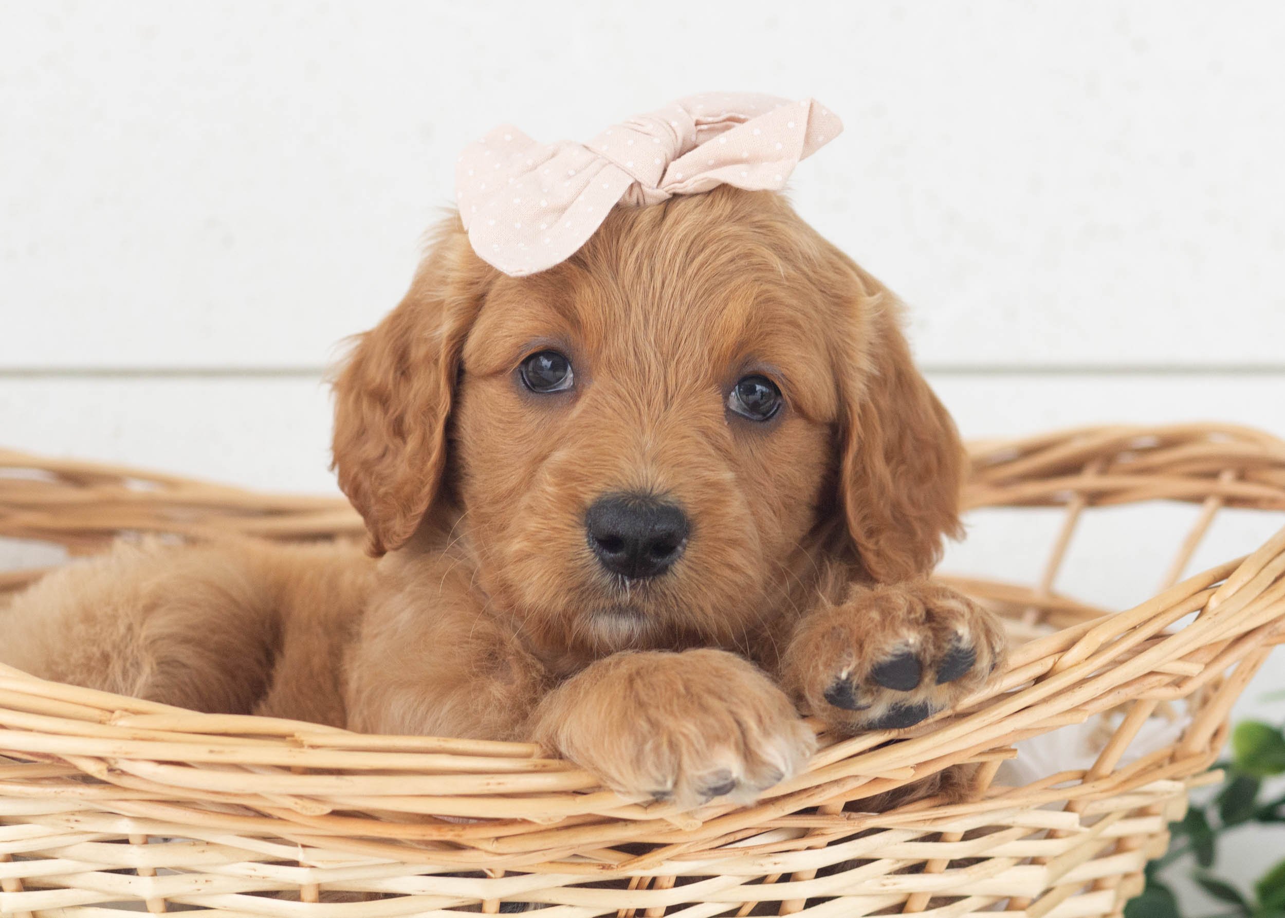 Riley Goldendoodle For Sale(3).jpg
