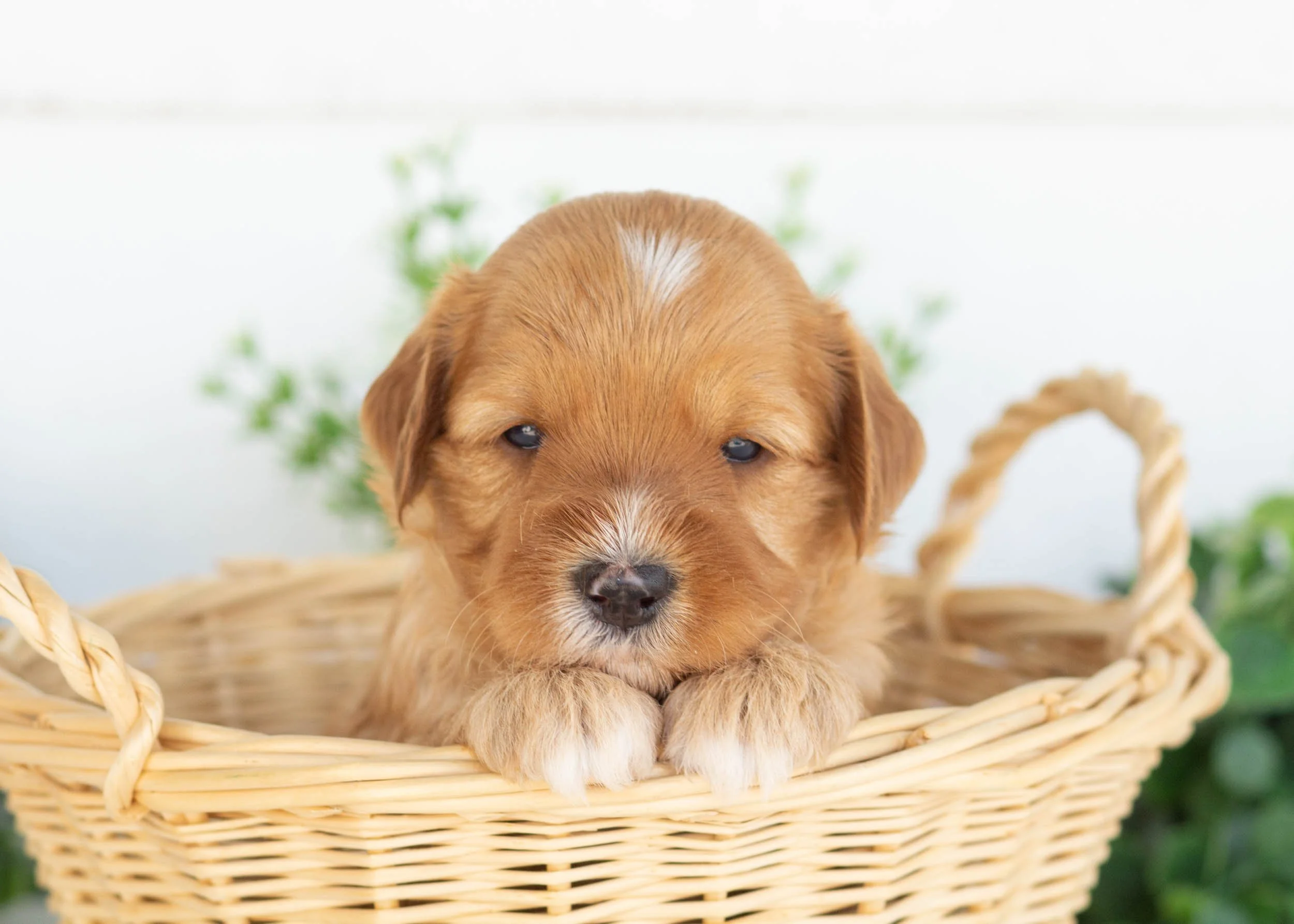 Claire Goldendoodle for sale(3).jpg