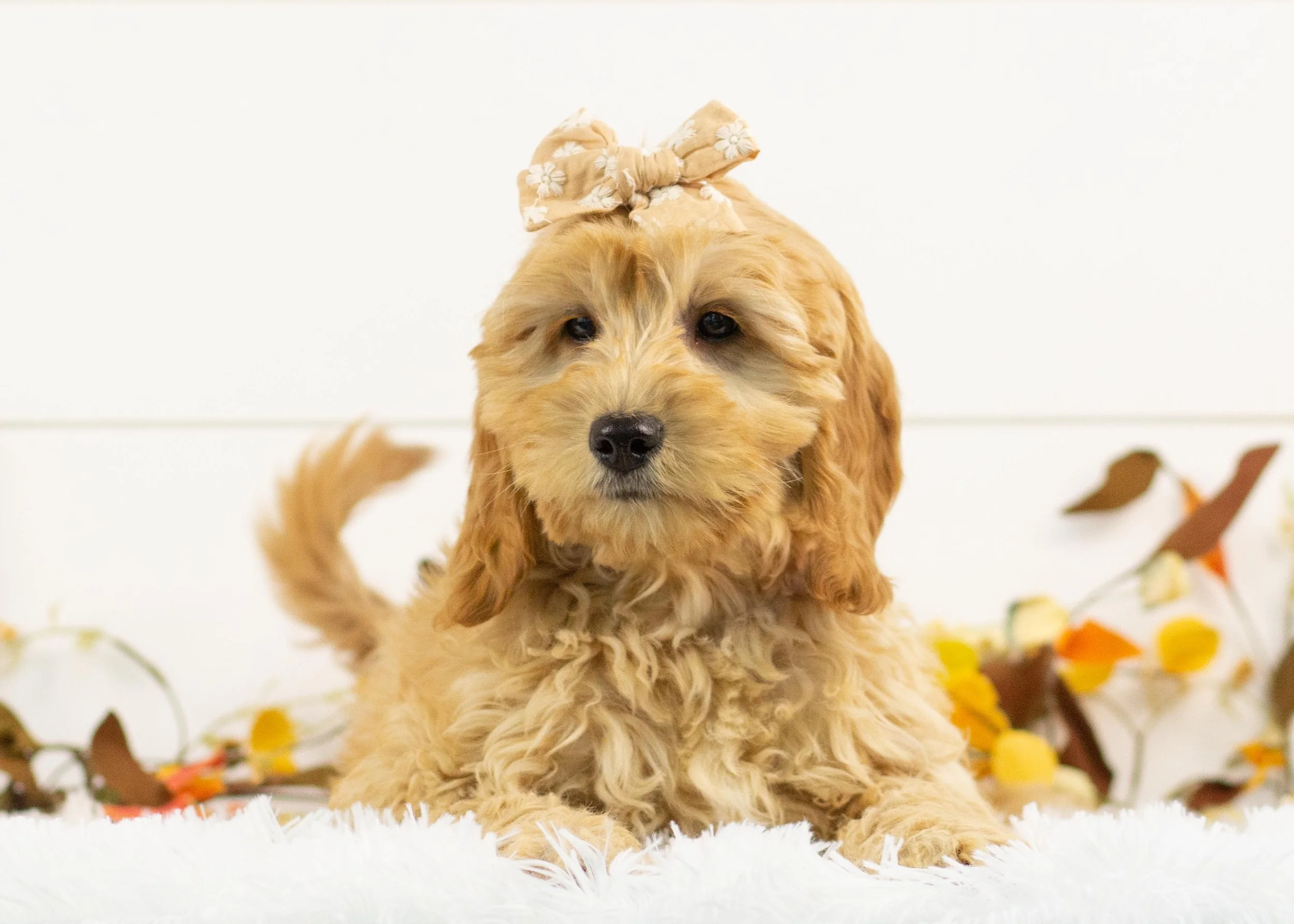 Beauty goldendoodle for sale(1).jpg
