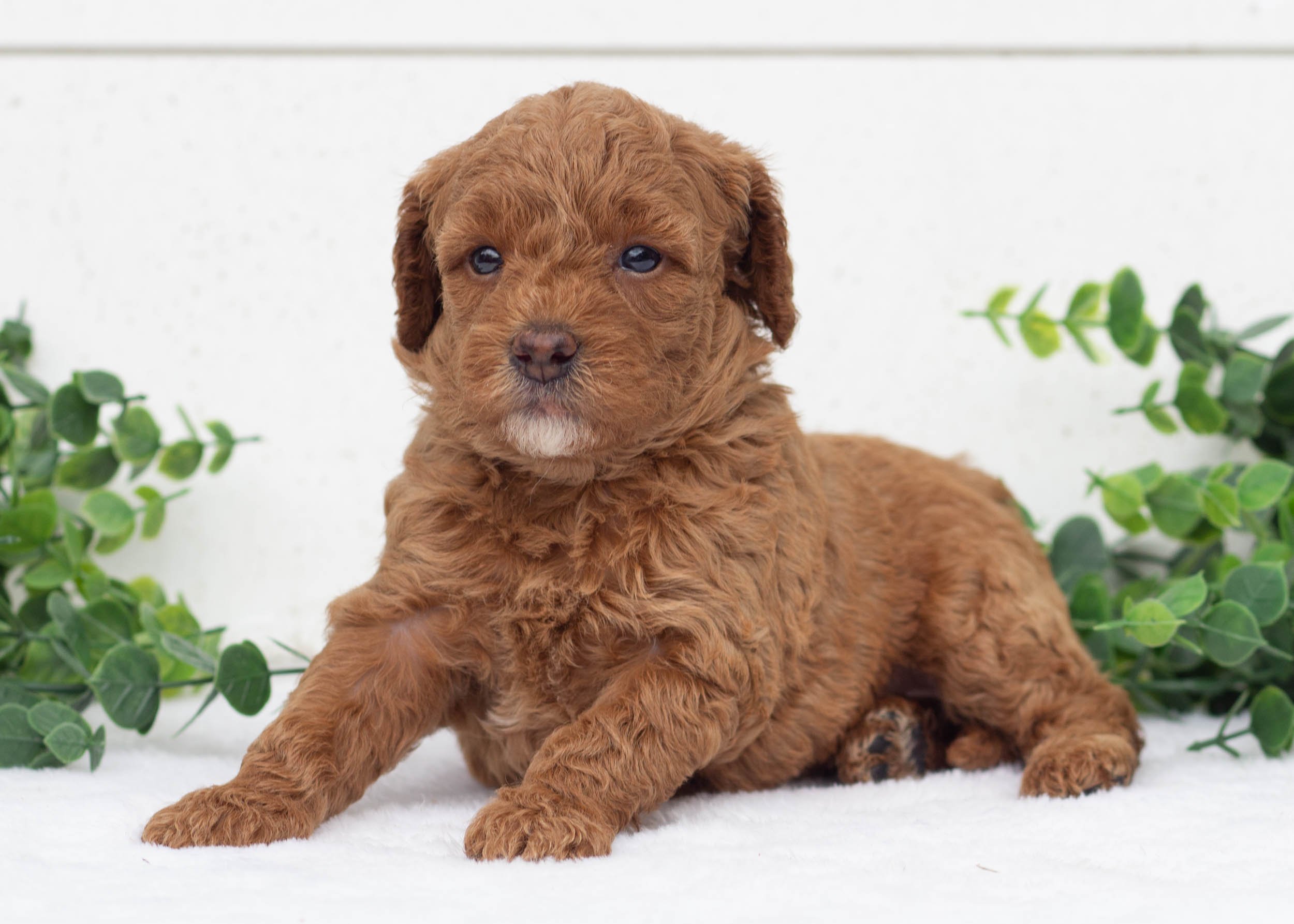 Lola Goldendoodle For Sale(2).jpg