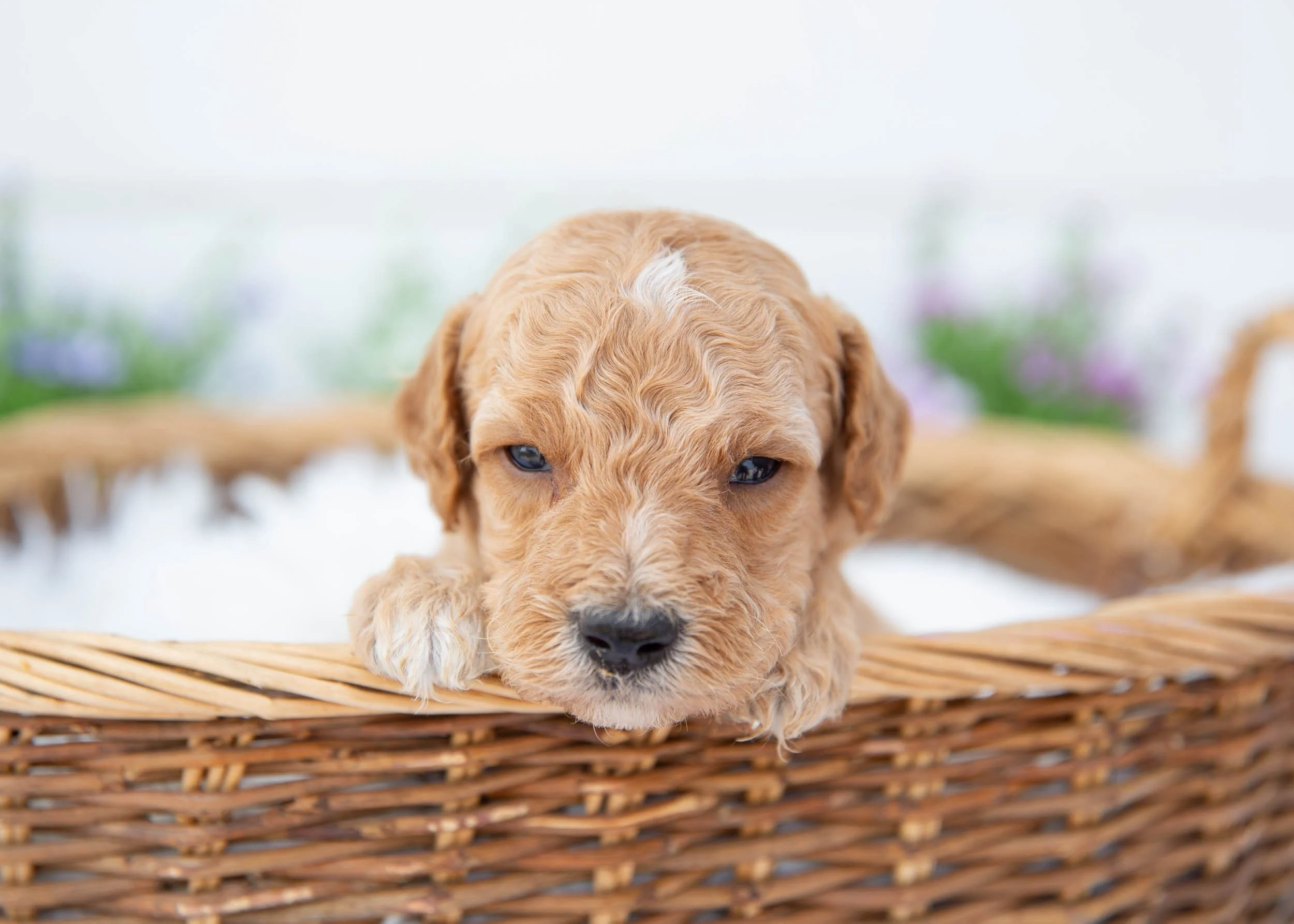 Boone goldendoodle for sale(3).jpg