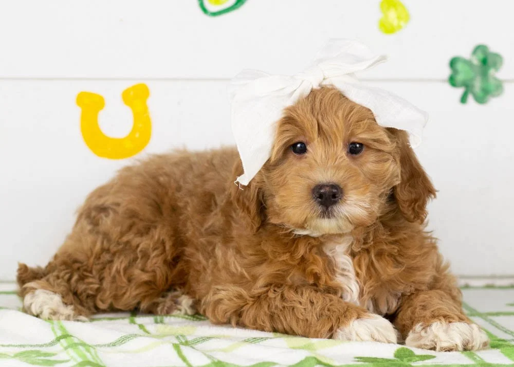 Vienna goldendoodle for sale(3).jpg