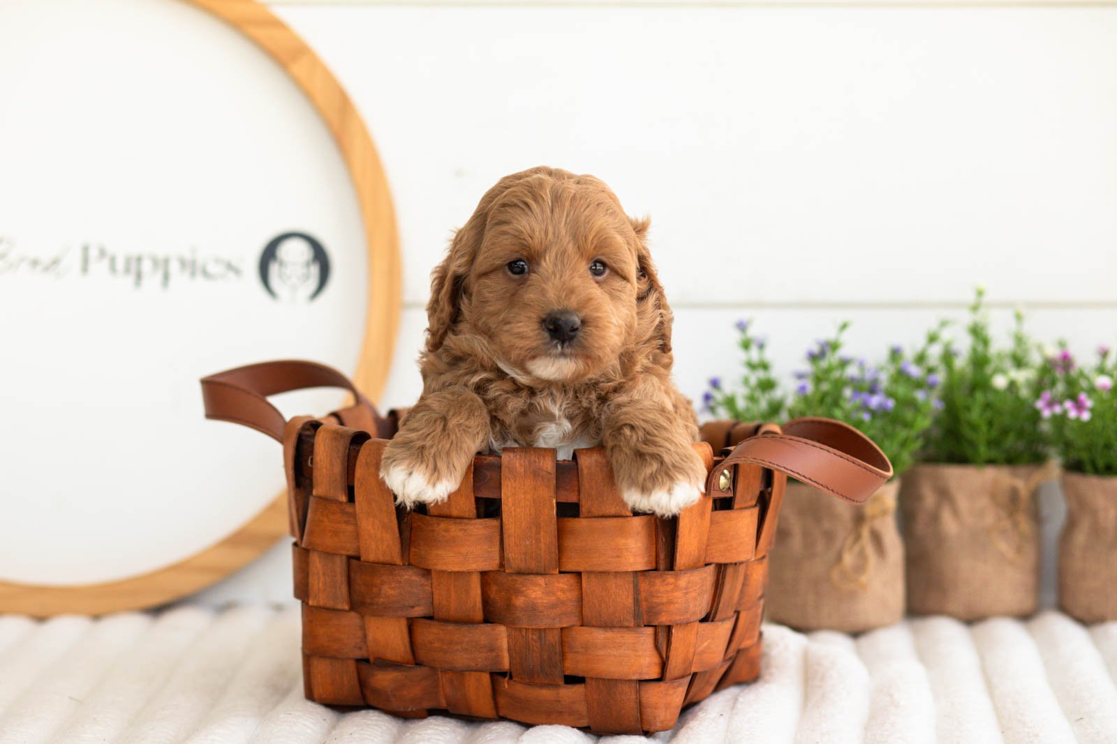 Ron goldendoodle for sale(1).jpg
