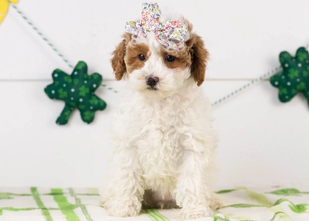 Porsche goldendoodle for sale(2).jpg