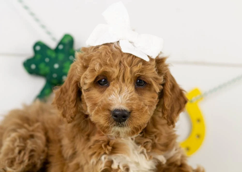 truffle goldendoodle for sale(2).jpg