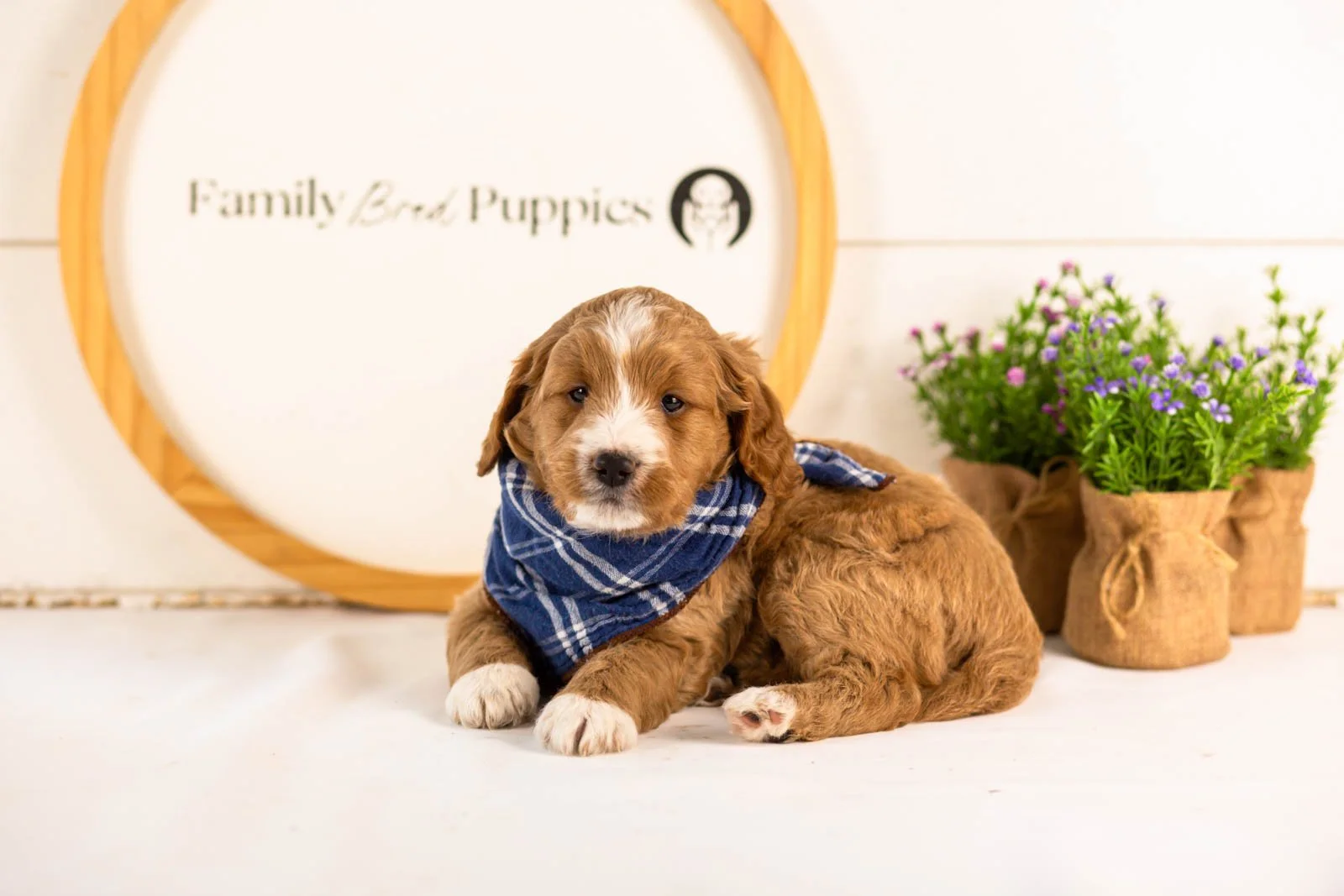 gruyere goldendoodle for sale.jpg