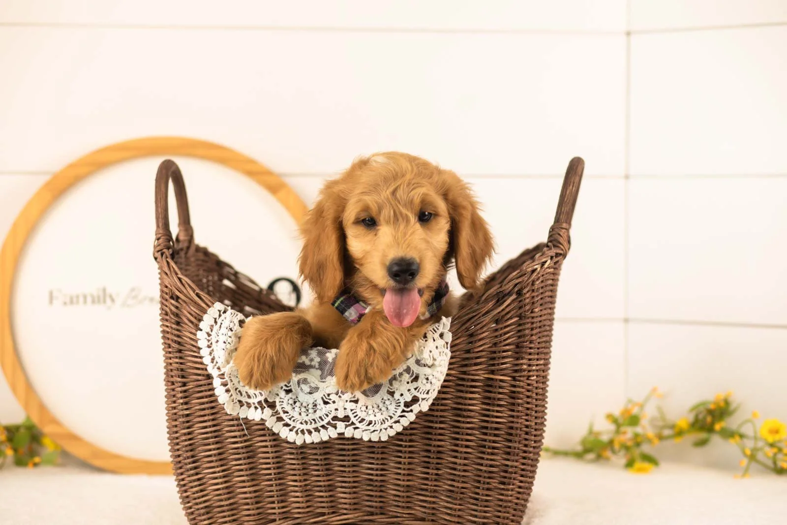 Putzie goldendoodle for sale(4).jpg