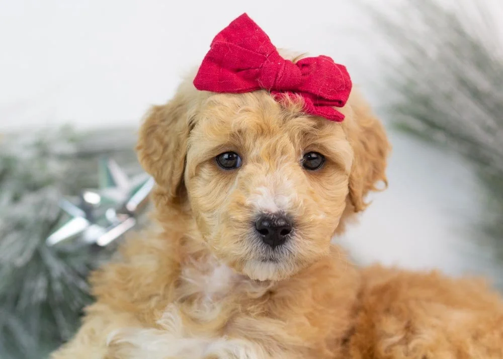 Fox goldendoodle for sale(3).jpg