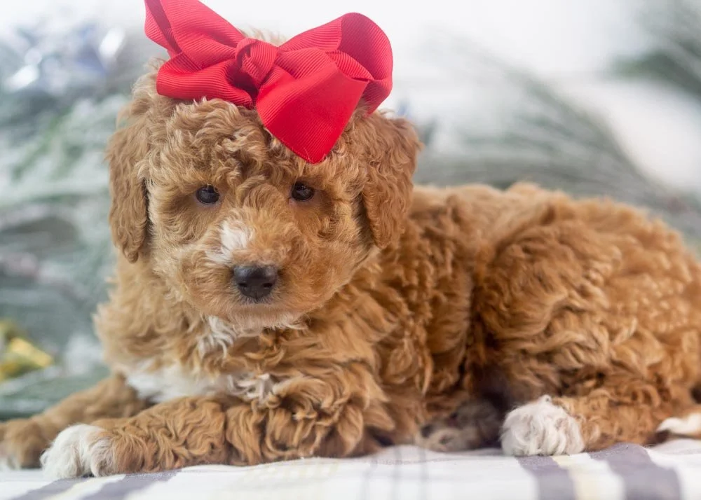 Chilli goldendoodle for sale.jpg