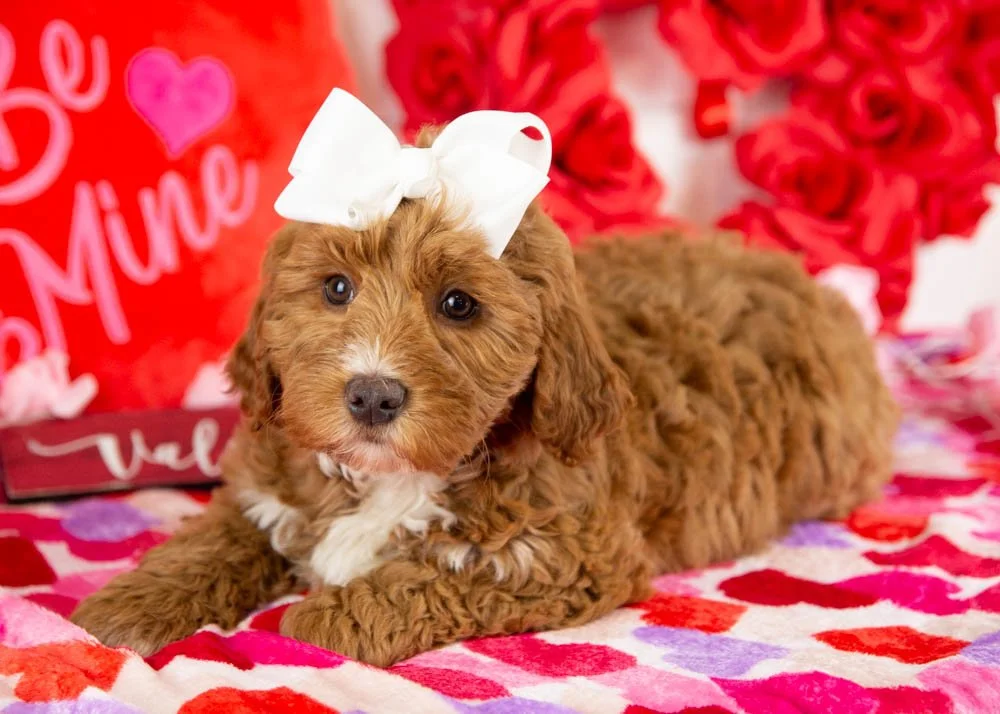 anna goldendoodle for sale.jpg