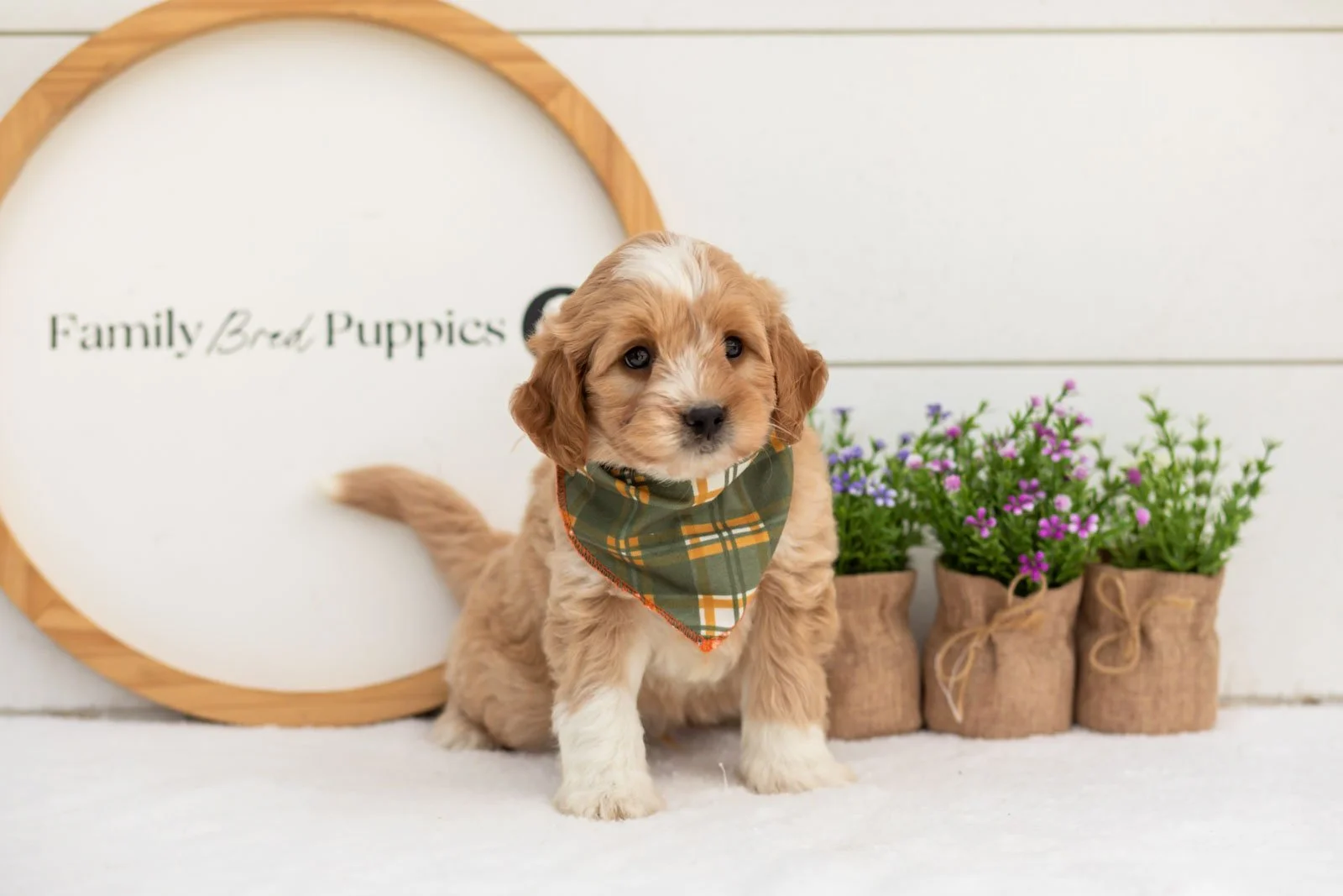 Greg goldendoodle for sale(2).jpg