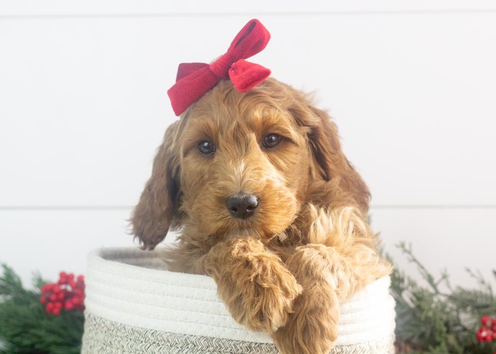 goldendoodle for sale