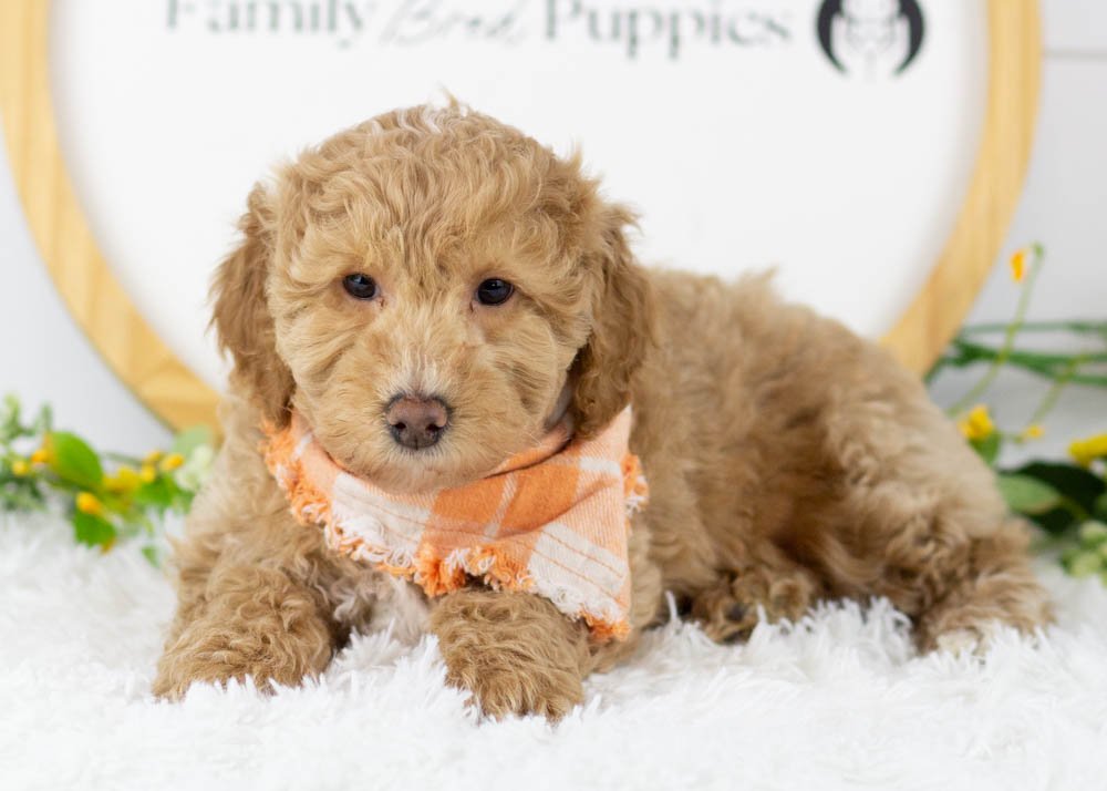 Ohio goldendoodle for sale(3).jpg