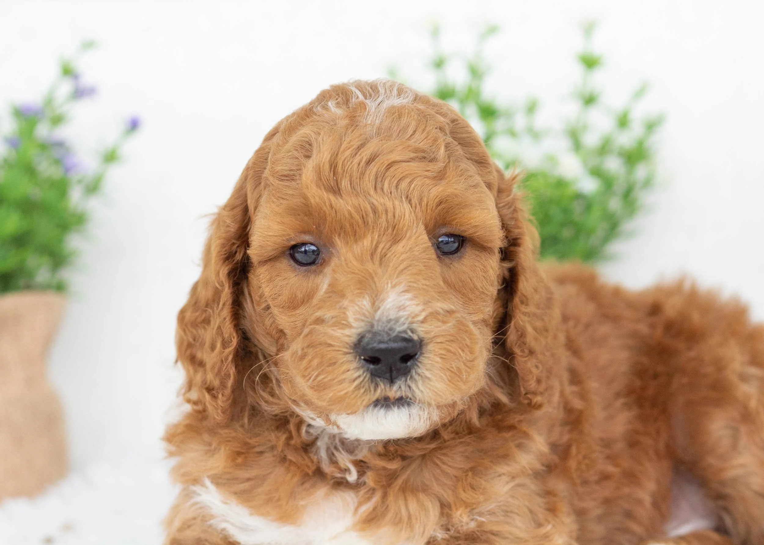 Jett goldendoodle for sale(1).jpg