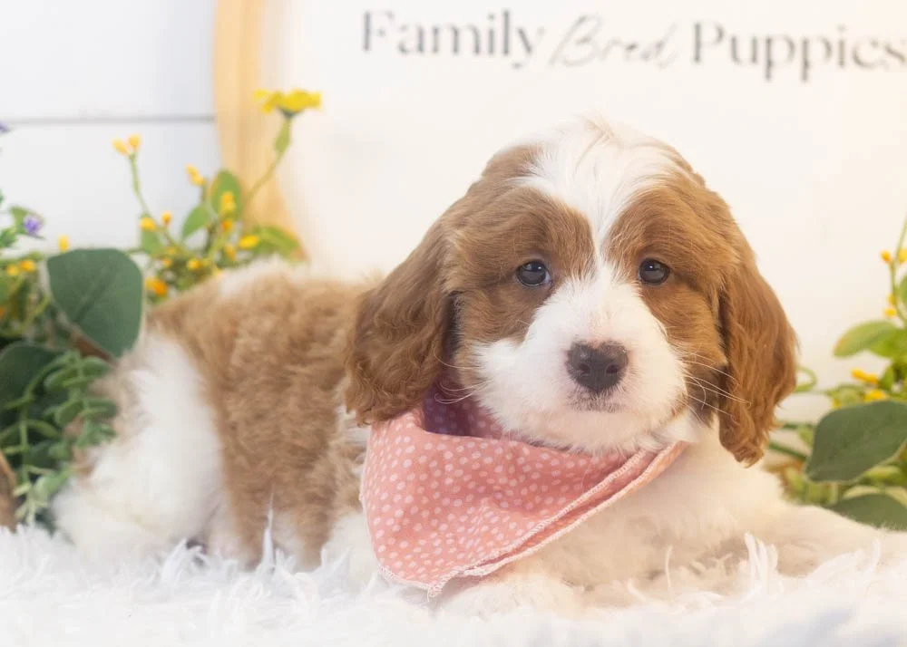 woody goldendoodle for sale(2).jpg