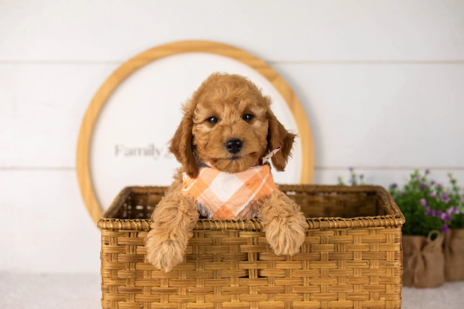 Rainer goldendoodle for sale(3).jpg