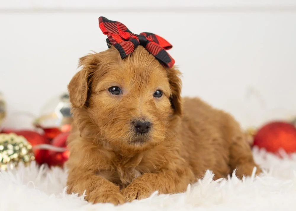 Lynx goldendoodle for sale(2).jpg