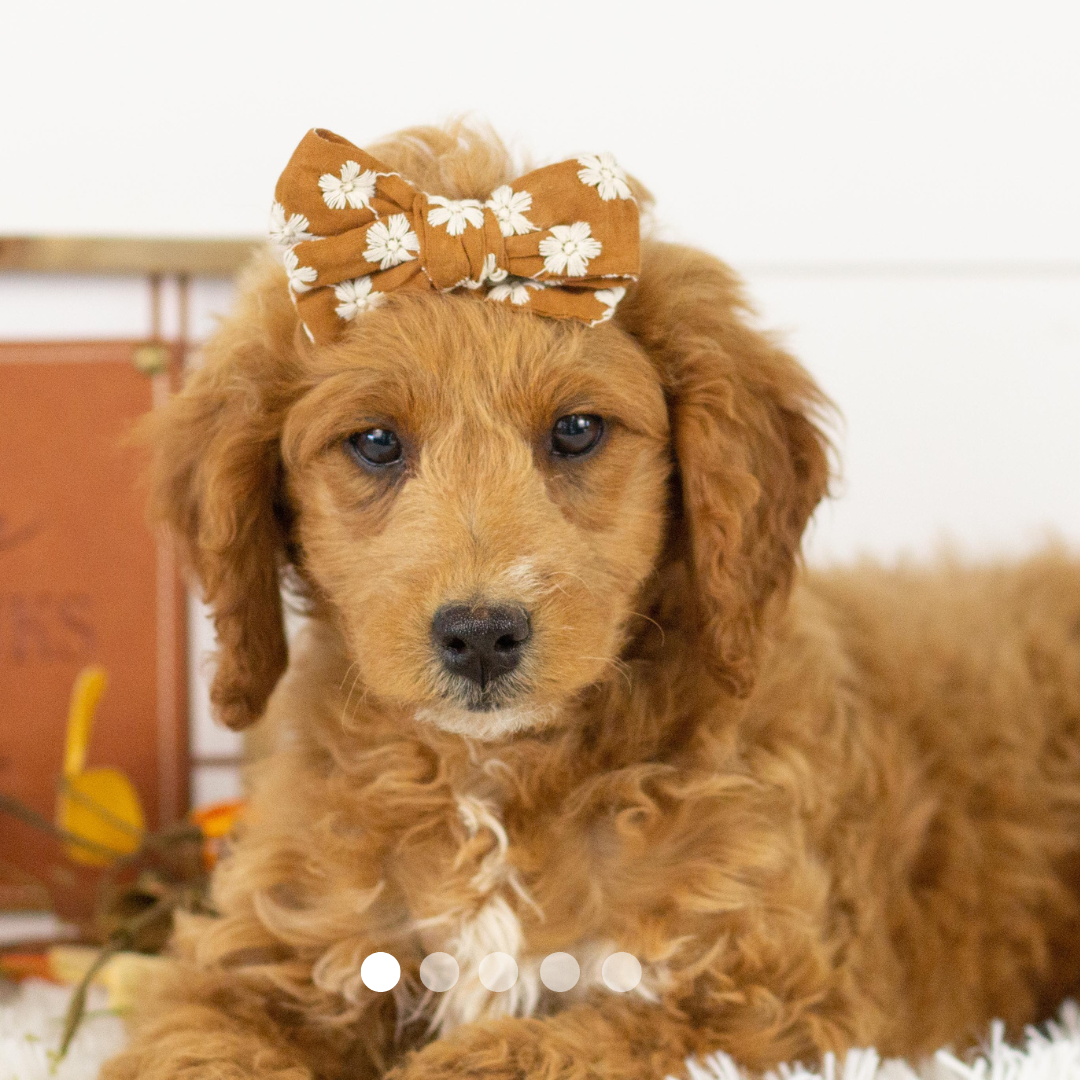 Copy of FBP Design.png