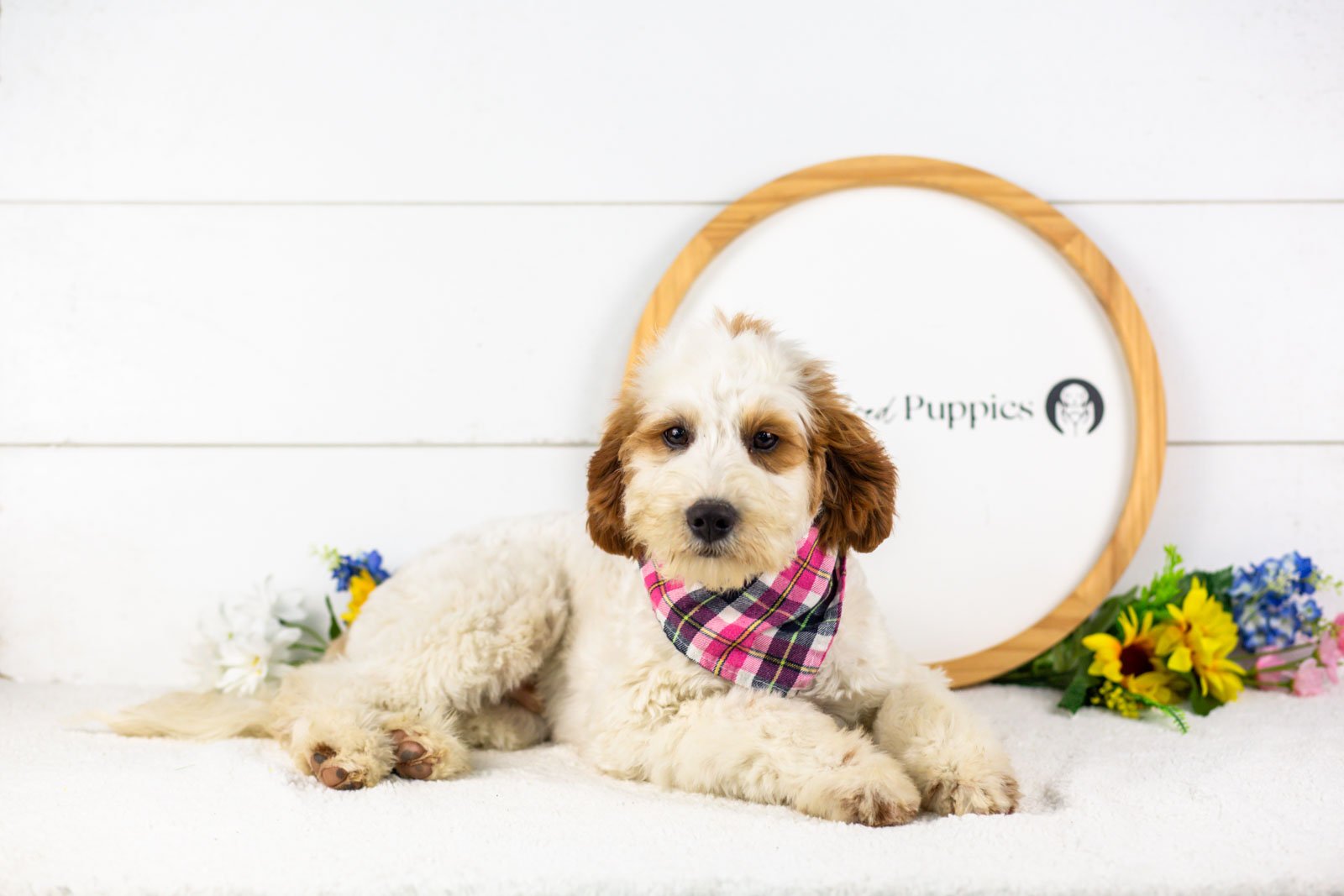 goldendoodle for sale