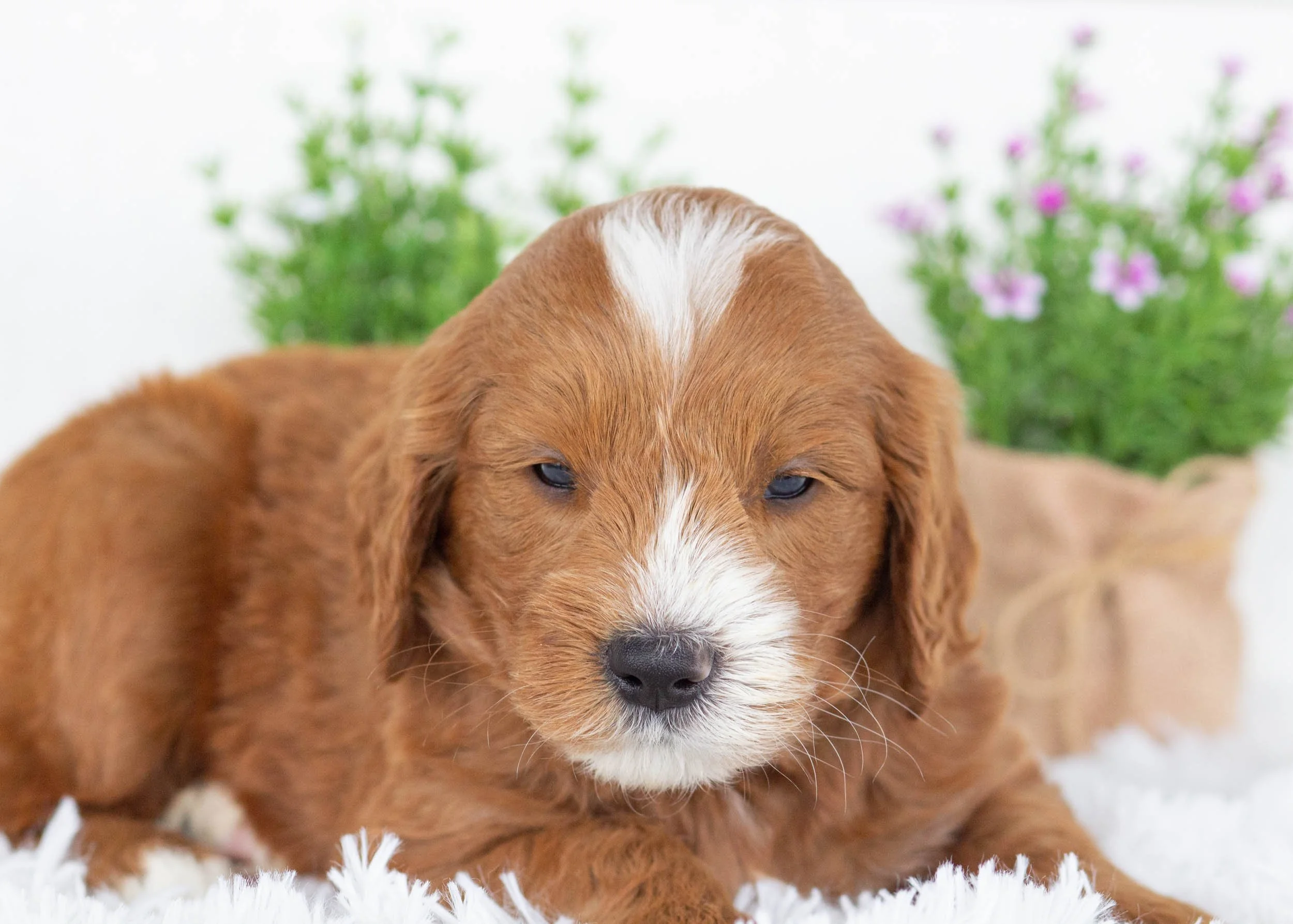 Ford goldendoodle for sale3.jpg