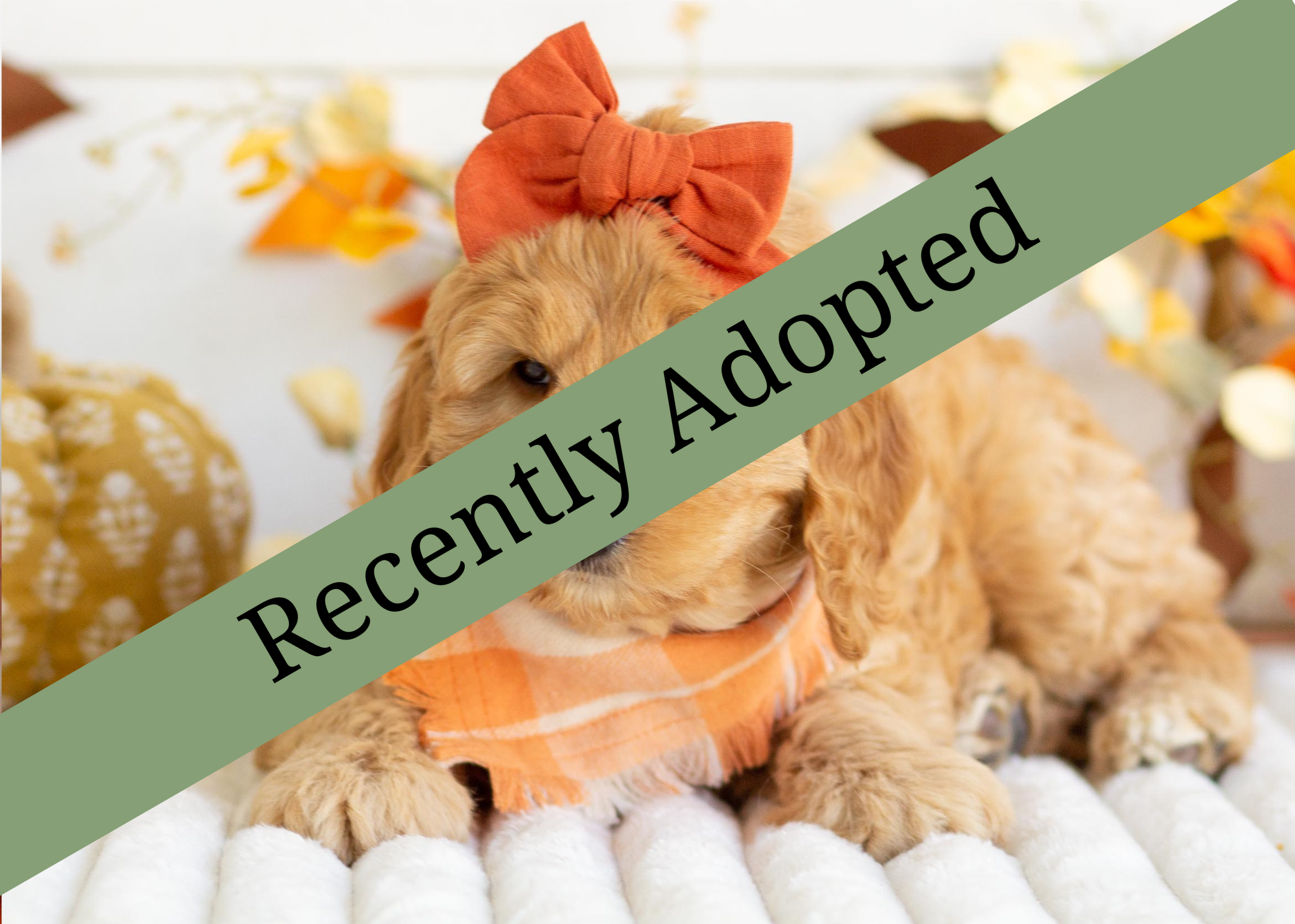 goldendoodle for sale