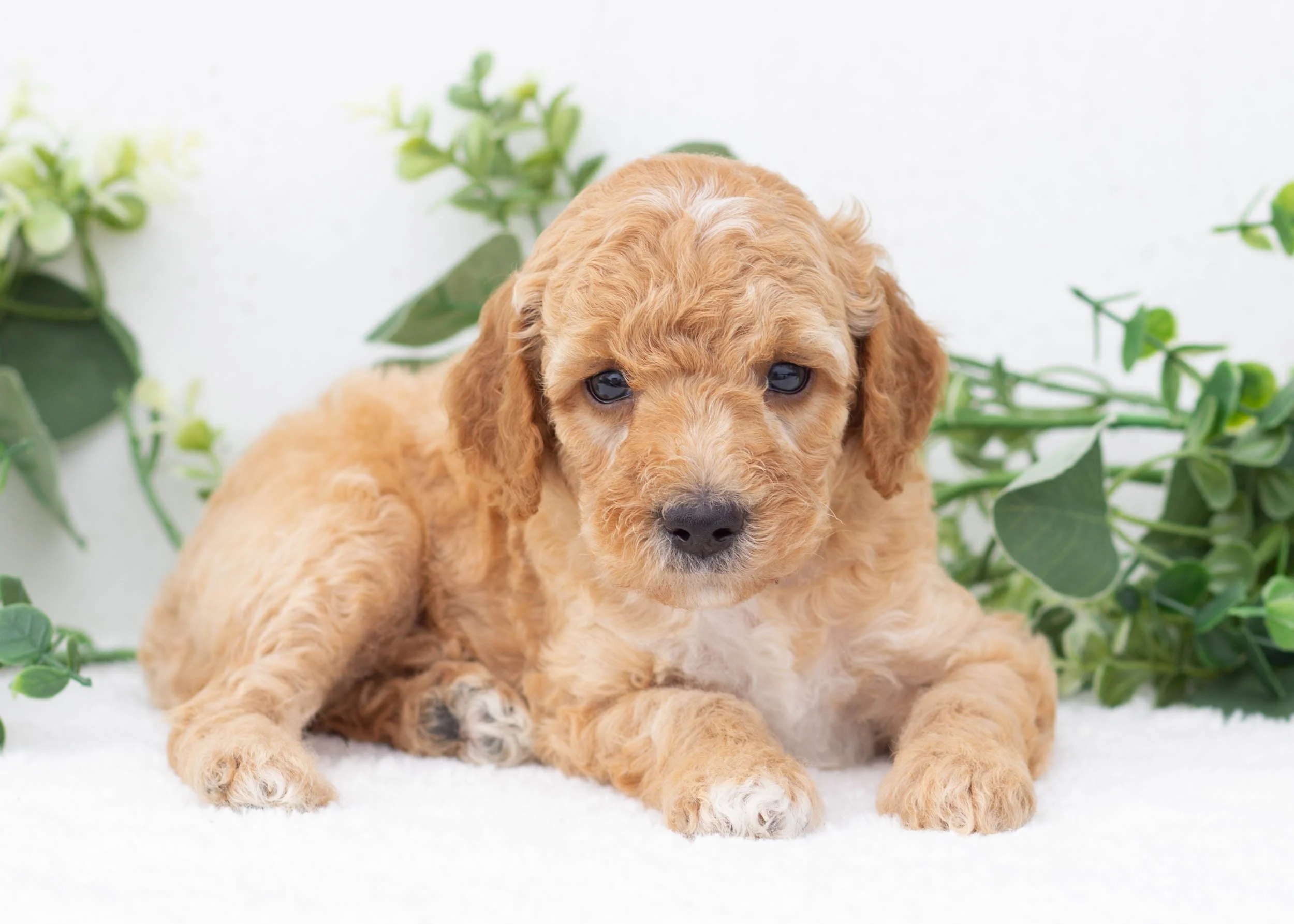 Boone goldendoodle for sale(3).jpg