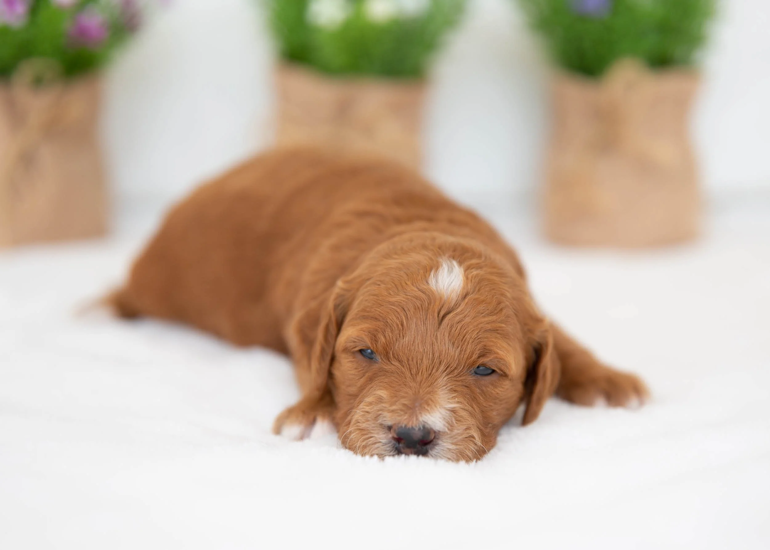 Sundae Goldendoodle for sale(3).jpg