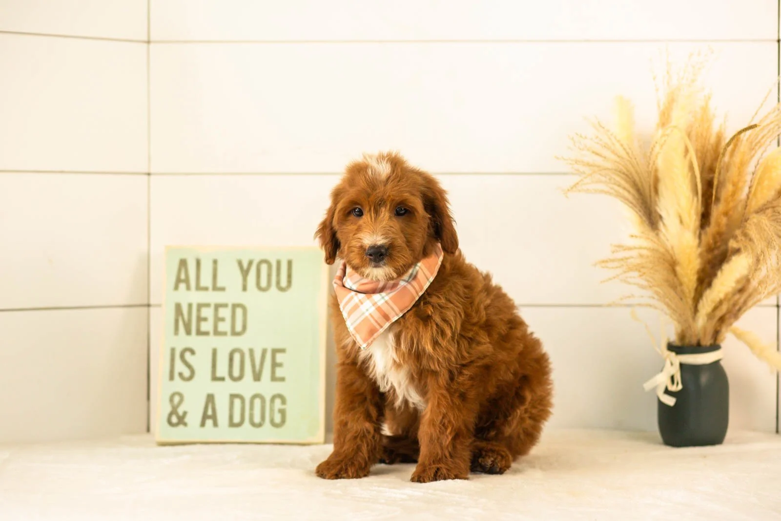 Jolt goldendoodle for sale.jpg