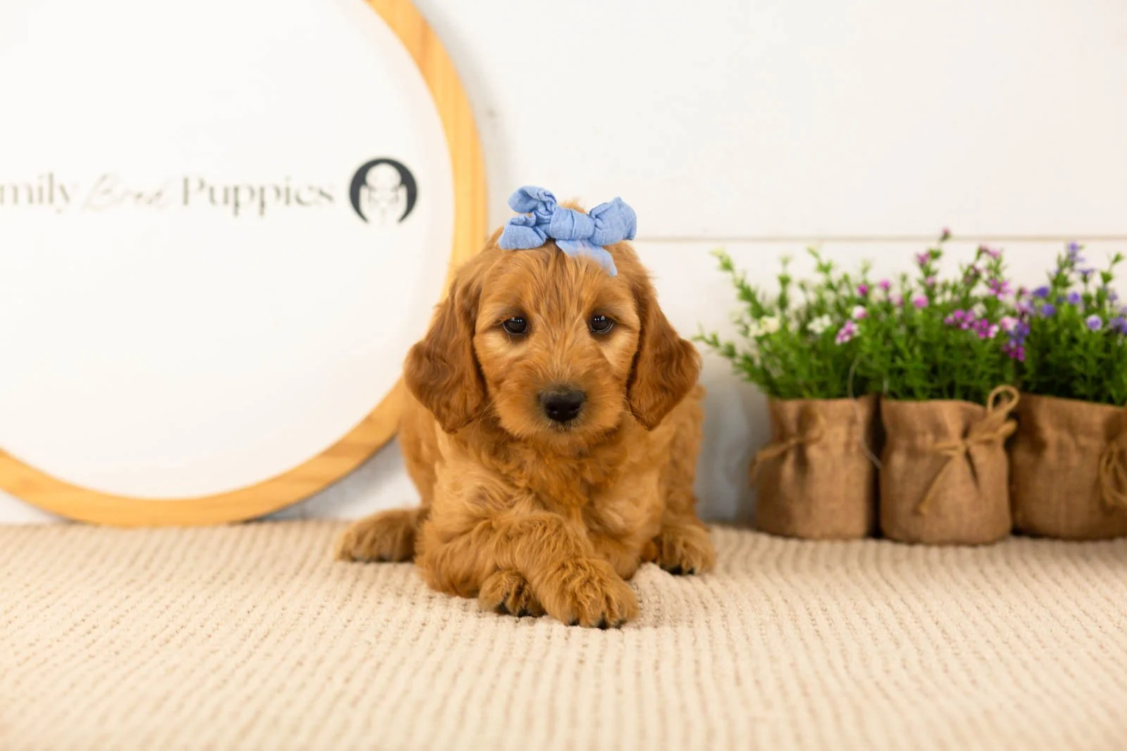 Sequoia goldendoodle for sale(1).jpg