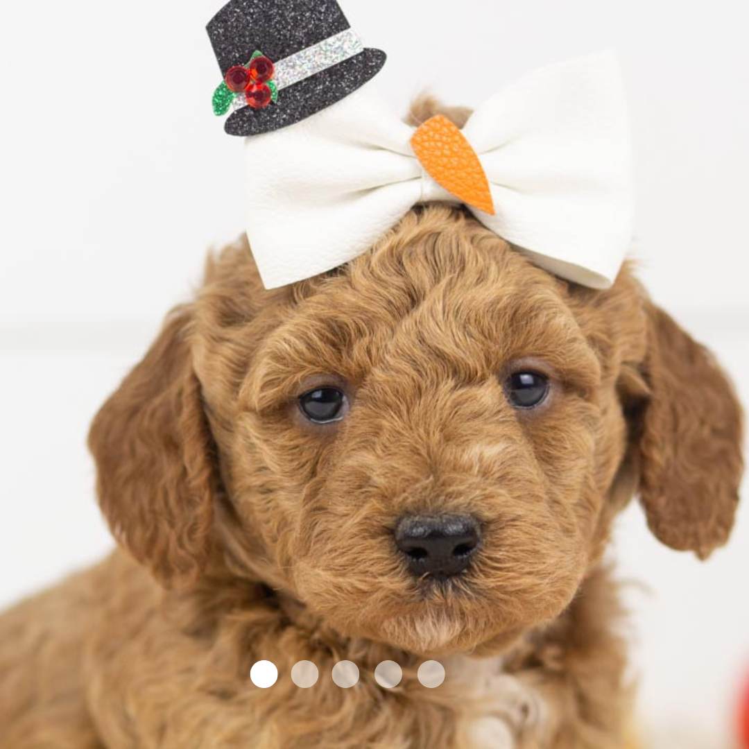 Copy of FBP Design.png