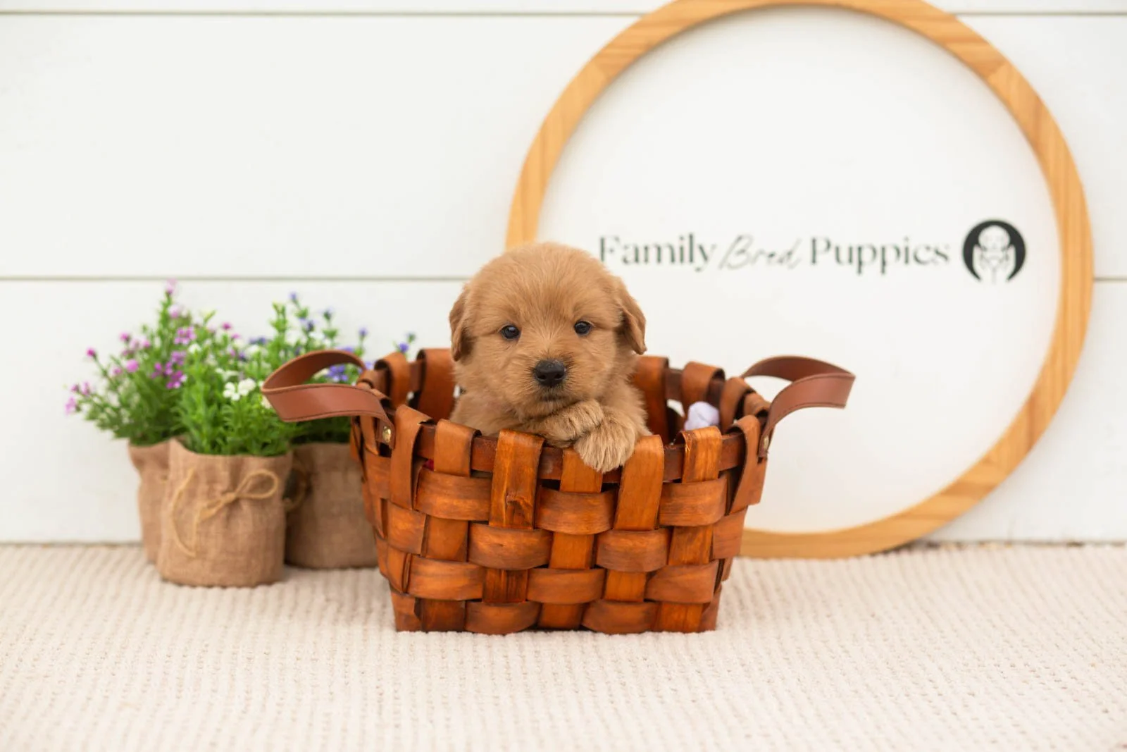 esme goldendoodle for sale.jpg