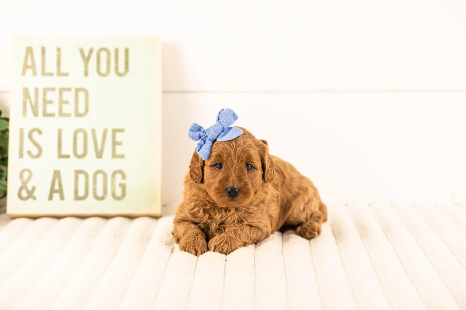 Isabelle goldendoodle for sale(1).jpg