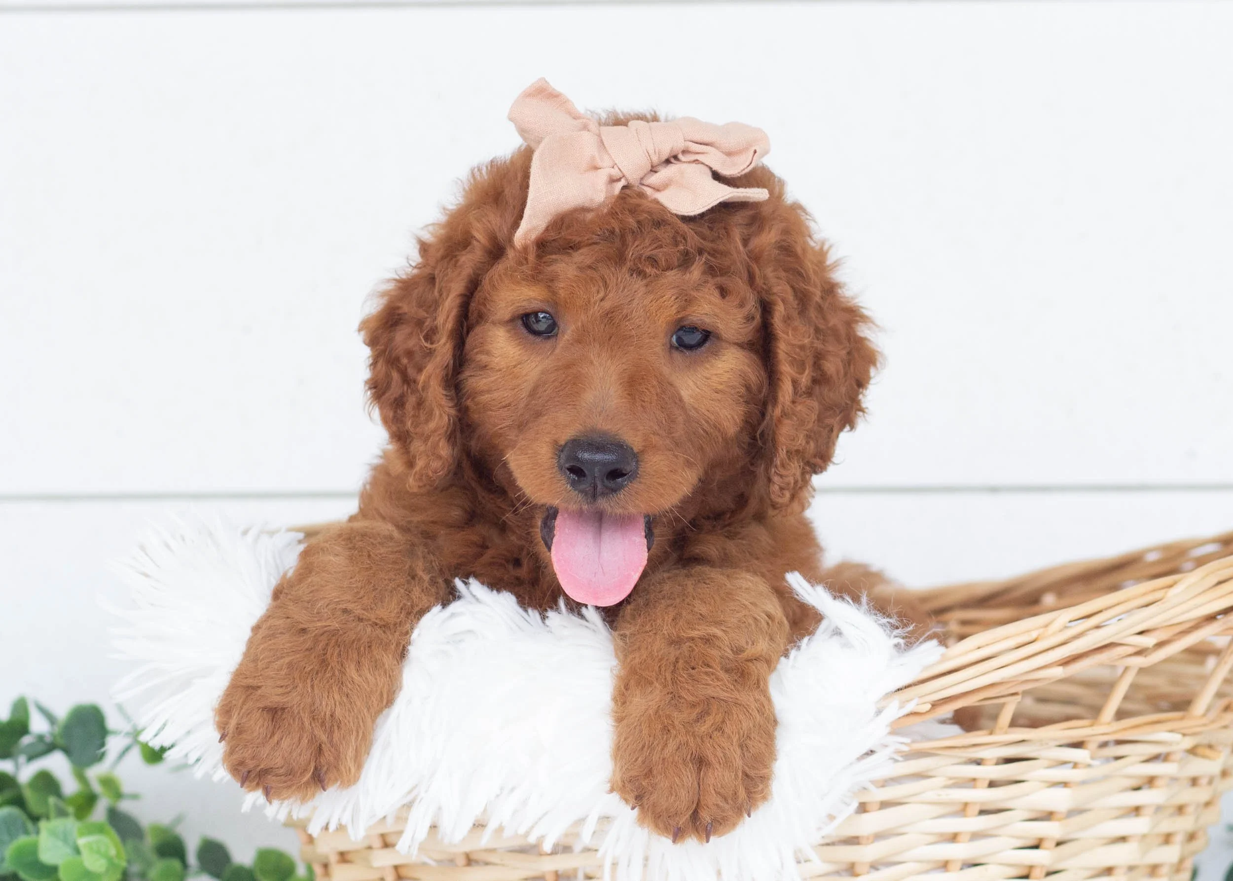 Reba Goldendoodle For Sale.jpg
