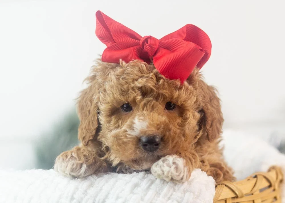 Chilli goldendoodle for sale(1).jpg