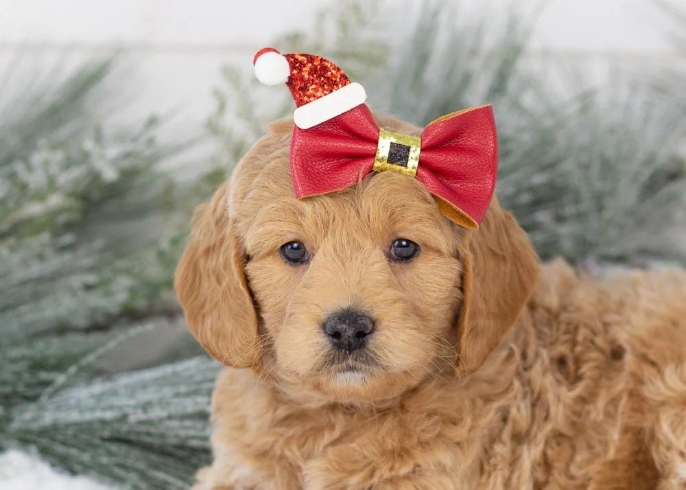 Mac_n_cheese goldendoodle for sale(2).jpg