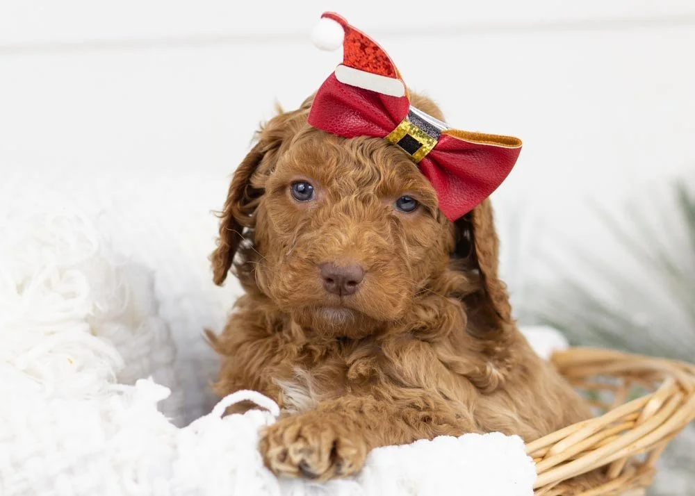 Laker goldendoodle for sale.jpg