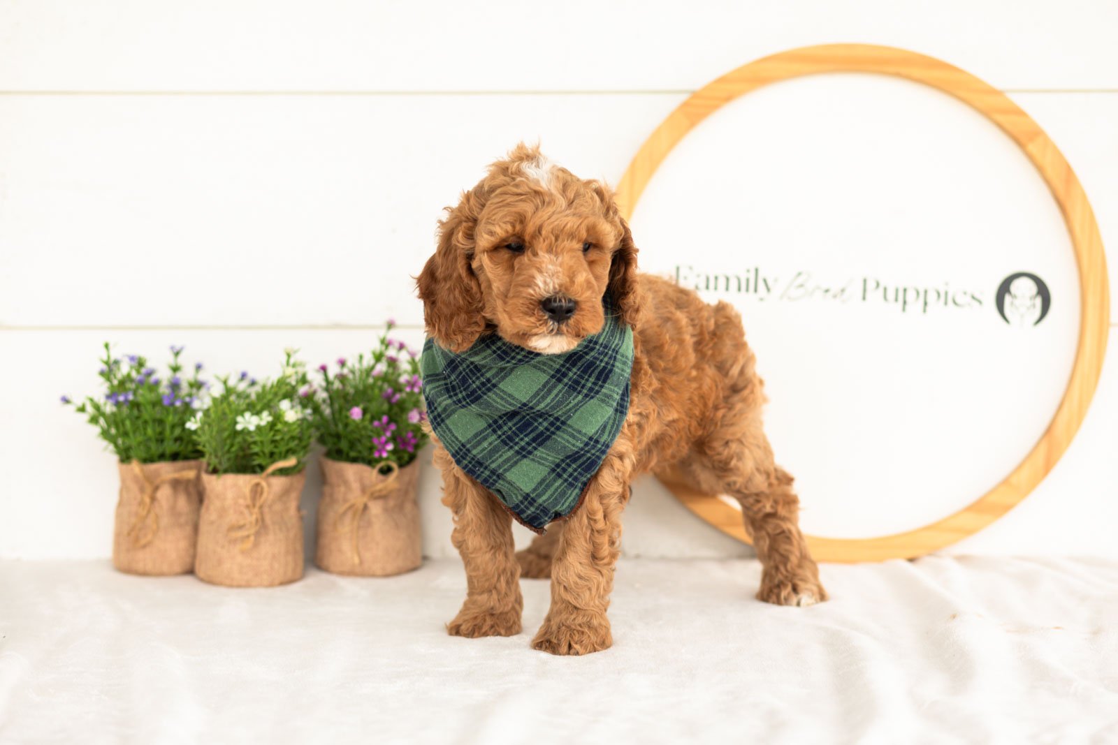 Ham goldendoodle for sale.jpg