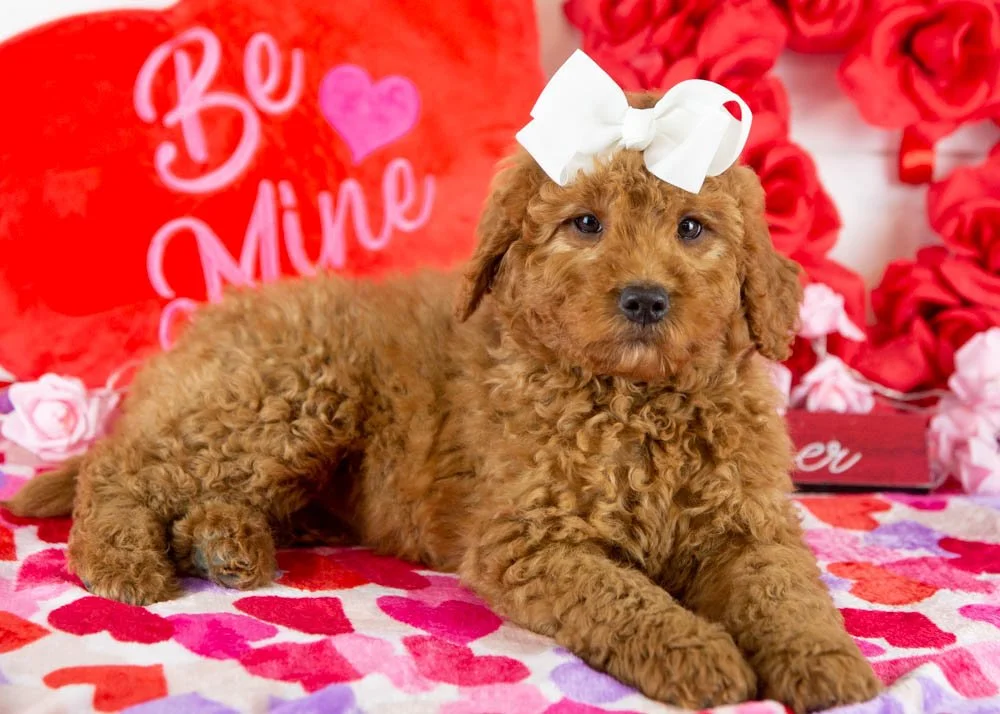 ava goldendoodle for sale(4).jpg