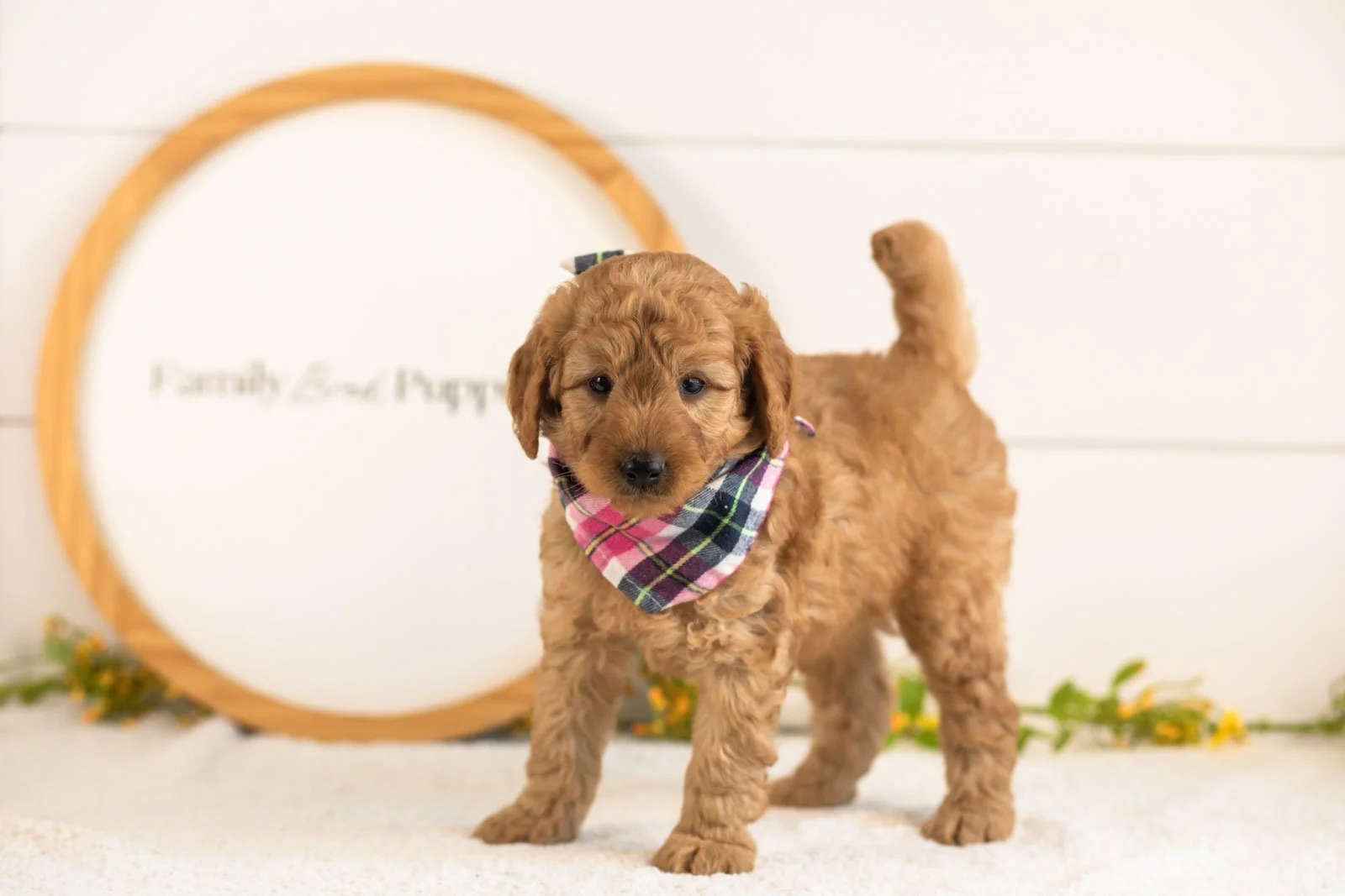 Reef goldendoodle for sale(2).jpg