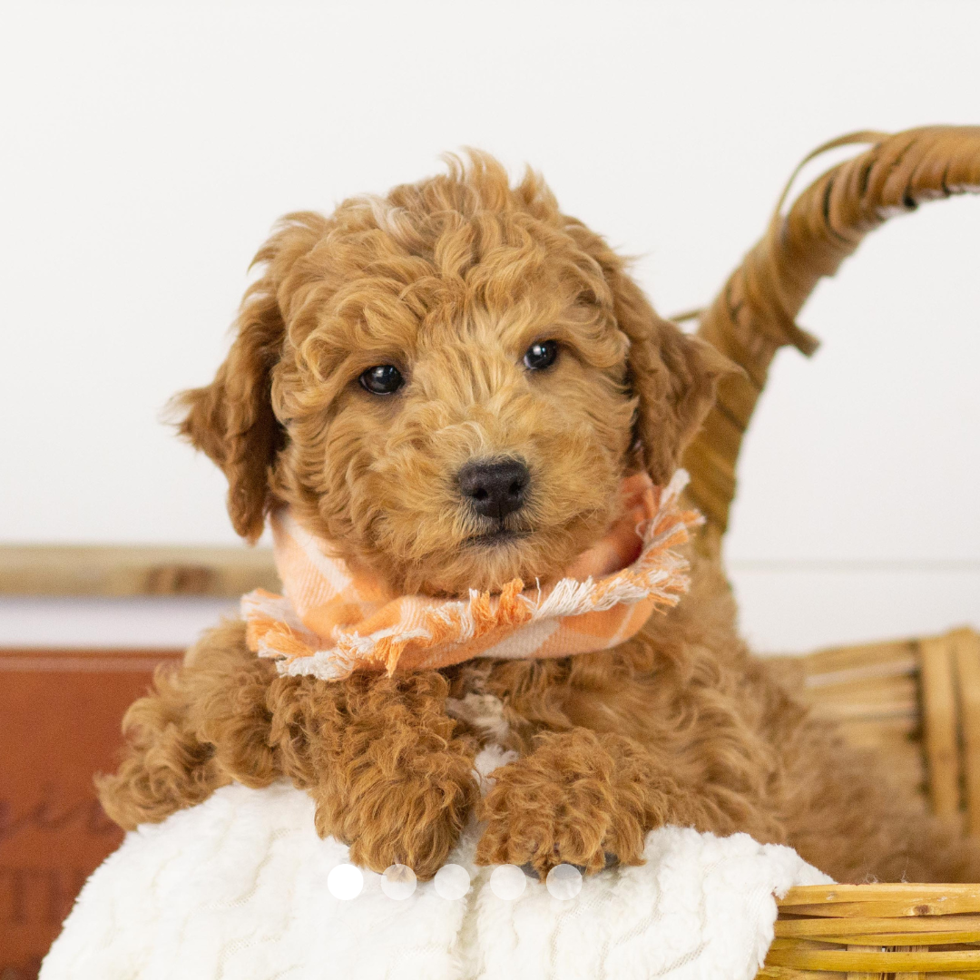 Copy of FBP Design.png