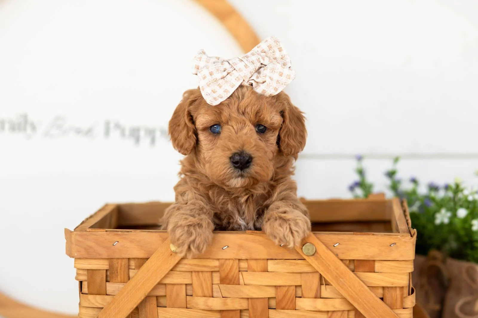 Liberty goldendoodle for sale(3).jpg